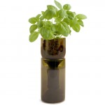 Grow Bottle - Basil