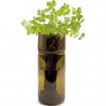 Grow Bottle - Parsley