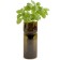 Grow Bottle - Basil