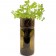 Grow Bottle - Parsley
